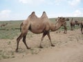 Bactrian camels in the solitary meadow of Arkhangai region, Mongolia.