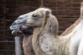 Bactrian camels at Sosto Zoo