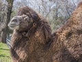 Bactrian camels at the spring farm Royalty Free Stock Photo