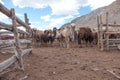 Bactrian camels