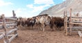 Bactrian camels