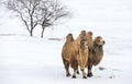 Bactrian camels walking in a the winter landscape of northern Mo Royalty Free Stock Photo