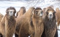 Bactrian camels walking in a the winter landscape of northern Mo Royalty Free Stock Photo