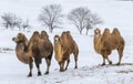 Bactrian camels walking in a the winter landscape of northern Mo