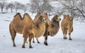 Bactrian camels walking in a the winter landscape of northern Mo Royalty Free Stock Photo