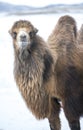 Bactrian camels walking in a the winter landscape of northern Mo Royalty Free Stock Photo