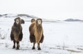 Camels in a landscape of winter Mongolia Royalty Free Stock Photo