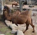 Bactrian Camels