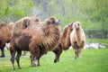 Bactrian camels on a zoo