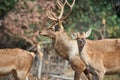 The Bactrian deer Cervus elaphus bactrianus Royalty Free Stock Photo