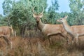 The Bactrian deer Cervus elaphus bactrianus Royalty Free Stock Photo