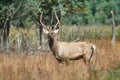 The Bactrian deer Cervus elaphus bactrianus Royalty Free Stock Photo