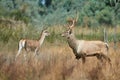 The Bactrian deer Cervus elaphus bactrianus