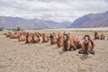 Bactrian species of double humped camels in Nubra Valley