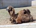 Bactrian two-hump camel in the zoo Royalty Free Stock Photo