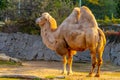 Bactrian two-humped camel, Camelus bactrianus. Liberec Zoo, Czech Republic.