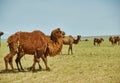 Bactrian or two-humped camel Royalty Free Stock Photo