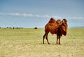 Bactrian or two-humped camel Royalty Free Stock Photo