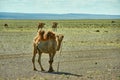 Bactrian or two-humped camel Royalty Free Stock Photo