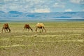 Bactrian or two-humped camel Royalty Free Stock Photo