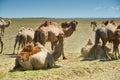 Bactrian or two-humped camel Royalty Free Stock Photo