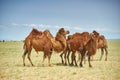 Bactrian or two-humped camel Royalty Free Stock Photo