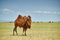 Bactrian or two-humped camel Royalty Free Stock Photo