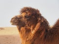 Bactrian or two-humped camel in the Gobi Desert, Mongolia Royalty Free Stock Photo