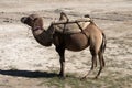 Bactriane camel in the Kungur range Royalty Free Stock Photo