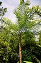 Bactris gasipaes leaves in the forest