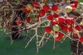 Bactris gasipaes is a tropical palm tree species. Bright red fruits on the palm. Tropical background