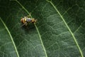 Bactrocera cucurbitae is a species of fly belonging to the family Tephritidae. This species is also part of the order Diptera, Ins Royalty Free Stock Photo