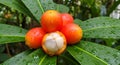 Bacuri fruit native to amazon rainforest growing on a tree branch Royalty Free Stock Photo
