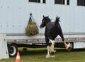 Bad behaved horse tied to horse trailer Royalty Free Stock Photo
