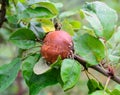 Bad brown rotten apple hanging on a tree