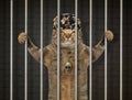 Bad cat behind bars Royalty Free Stock Photo