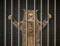 Bad cat behind bars 2 Royalty Free Stock Photo