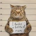 Bad cat broke a bottle of rum Royalty Free Stock Photo