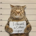 Bad cat chewed a Cuban cigar Royalty Free Stock Photo