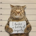 Bad cat broke a bottle of tequila Royalty Free Stock Photo