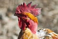 Bad rooster Royalty Free Stock Photo