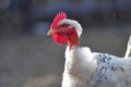 Bad rooster Royalty Free Stock Photo
