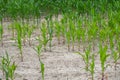 Bad corn harvest. Corn field with very dry soil Royalty Free Stock Photo