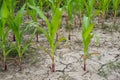 Bad corn harvest. Corn field with very dry soil Royalty Free Stock Photo