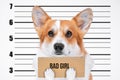A bad, criminal welsh corgi pembroke dog at police station holding empty cardboard placard with the inscription Bad girl