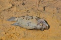 Bad death tilapia fish with blow flies on the sand