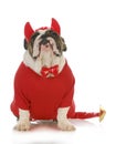 Bad dog Royalty Free Stock Photo