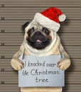 Bad dog knocked over the Christmas tree Royalty Free Stock Photo