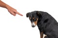 Bad dog, pushing by owner with finger pointing at him, isolated on white background