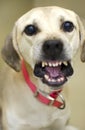 Bad dog showing teeth barking growling Royalty Free Stock Photo